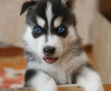 Pomsky Puppies For Sale Simply Southern Pups